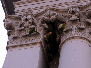 [Wild parrots in San Francisco.]