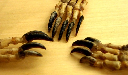 [Closeup of claws]