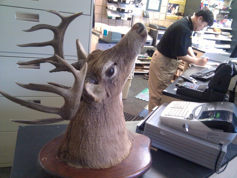 Shipping a deer head from Canada to the US by UPS.