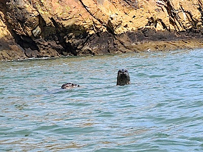 [Two seals in San Francisco Bay]
