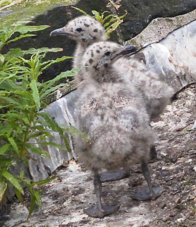 [Baby seagull]