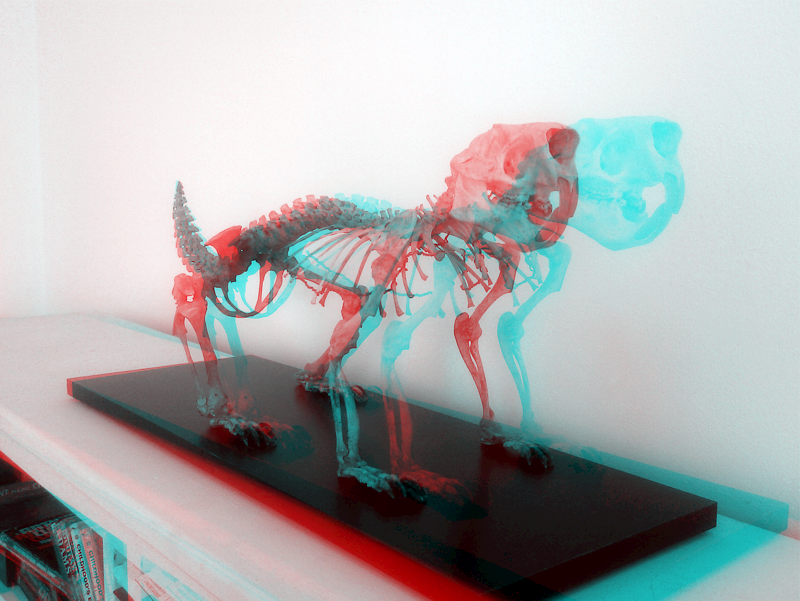 [3D porcupine skeleton]