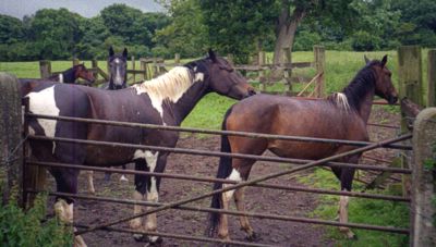 [Four horses behind a gate]