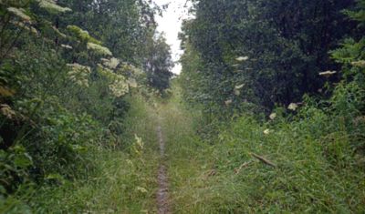 [Overgrown cycle path]