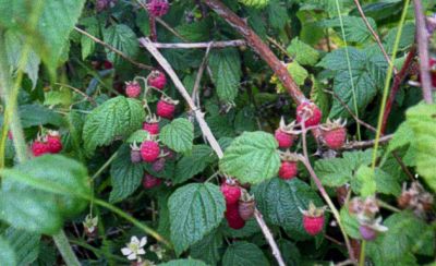 [Wild raspberries]