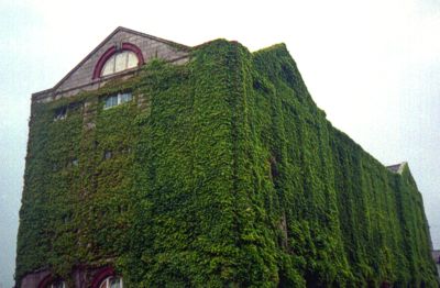 [Ivy-covered building]