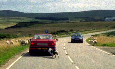 [Sheparding sheep with a car and a dog]