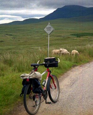 [Scottish sheep]